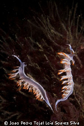 A pair of Flabellina babai crawling over their hidroid pr... by Joao Pedro Tojal Loia Soares Silva 